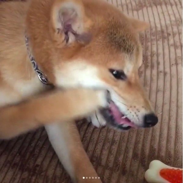 柴犬