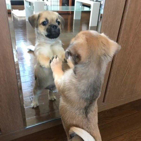 ミックス犬