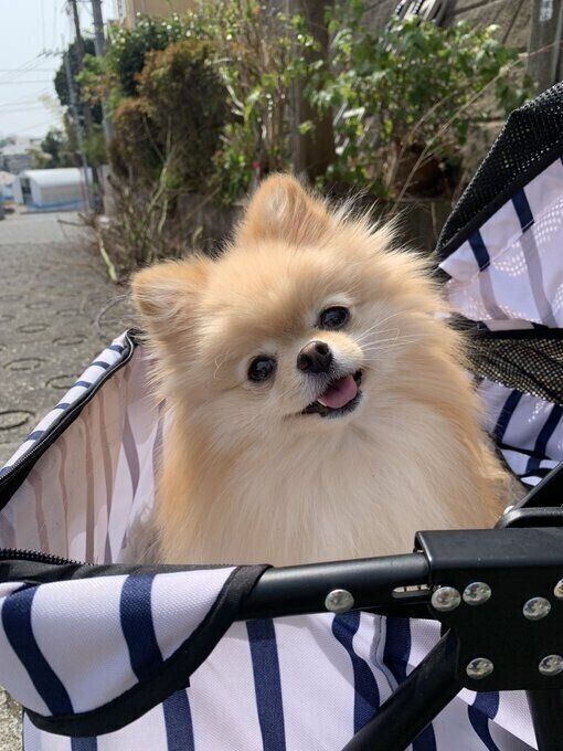 笑顔で首をかしげるポメラニアン