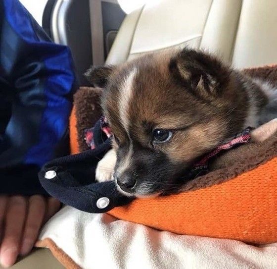 保護犬