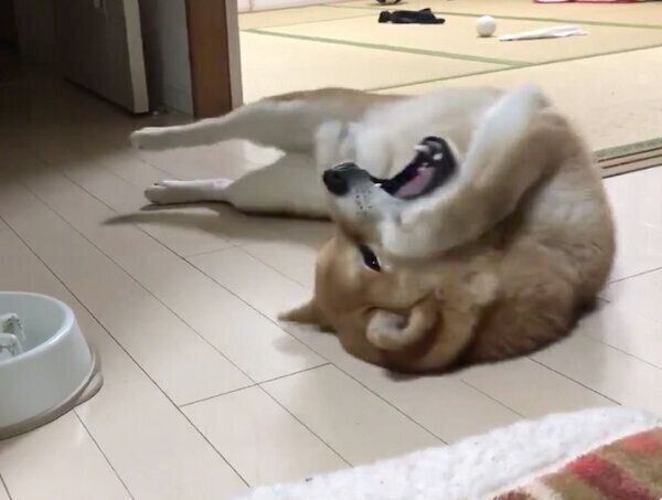 ごはんを早食いして後悔するこむぎくん