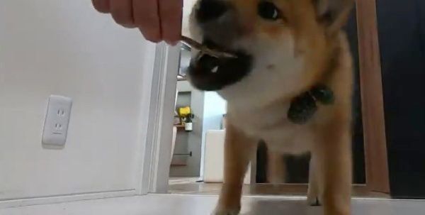 おやつを食べようとするおにぎりくん