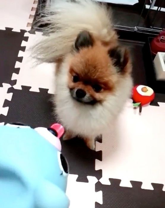 遊ぶポメラニアン