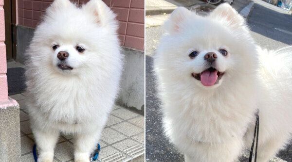表情の差がすごいレイちゃん
