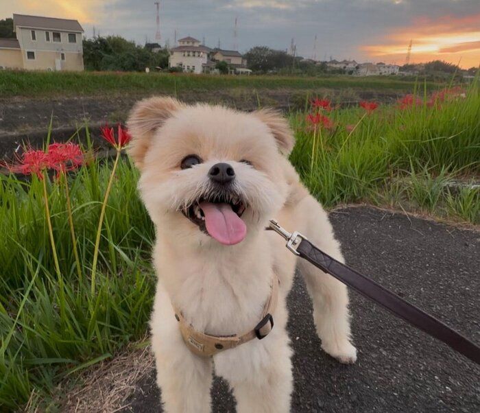 散歩をするちくわくん