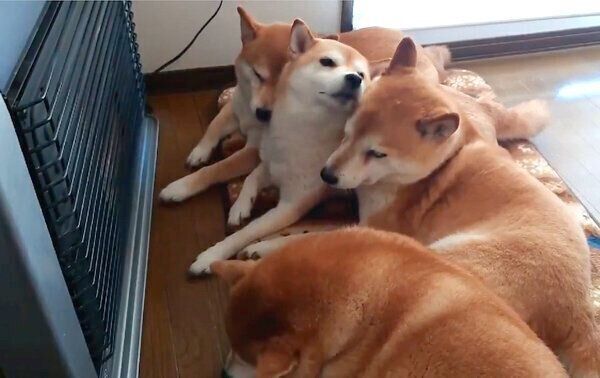 ストーブの前であたたまる柴犬一家