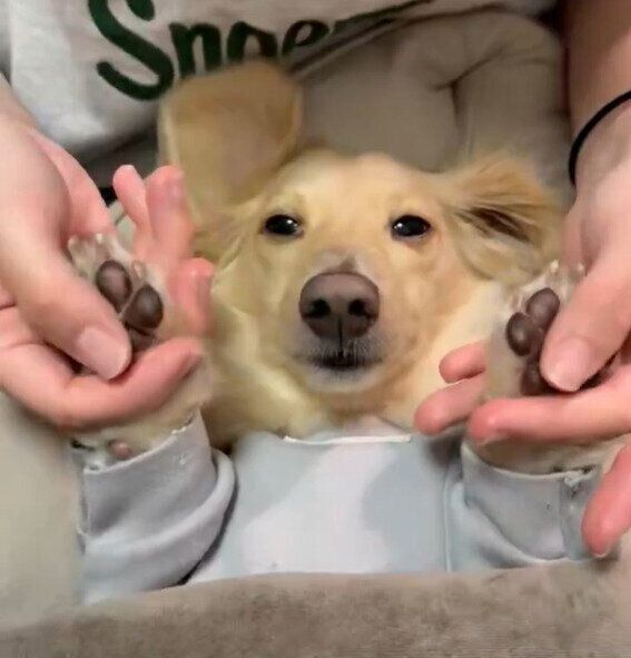 うっとりとした表情がかわいすぎる！　動画には1,000件以上の「いいね」が（2026年3月29日時点）