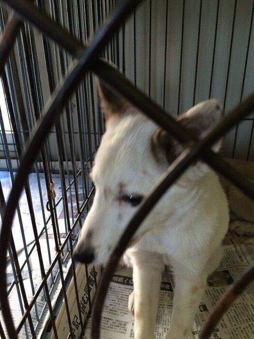 ケージに入っている犬