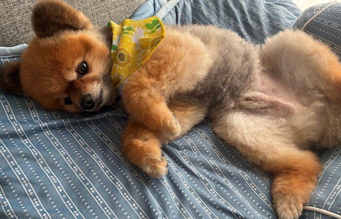 撫でてアピールをする犬