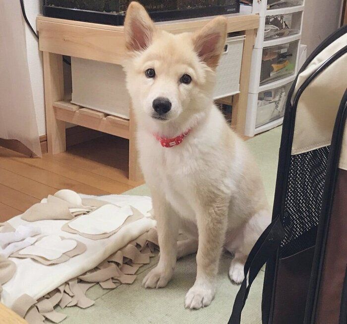 子犬時代のつるちゃん