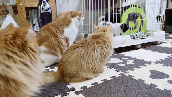 子犬を見つめる猫軍団