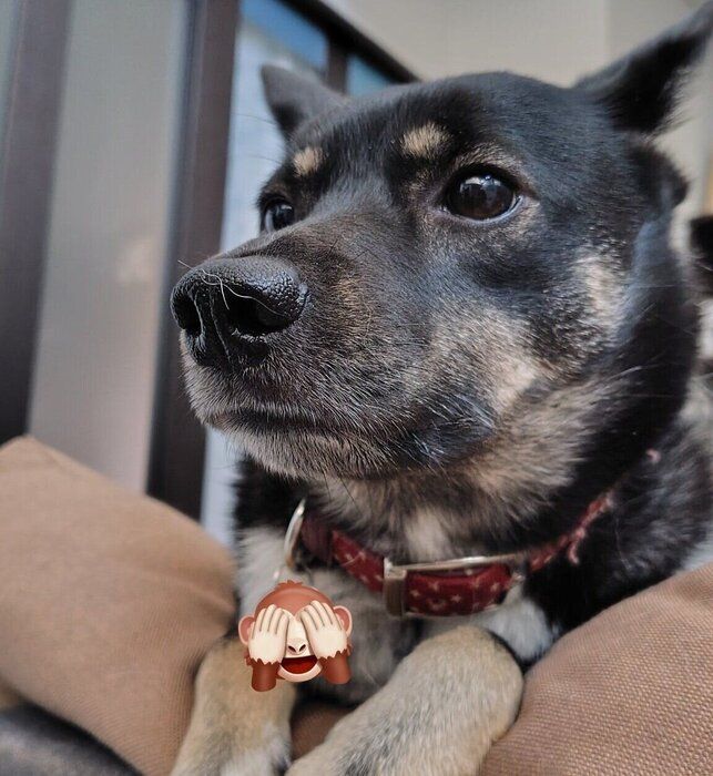 家のなかを見つめるステラちゃん