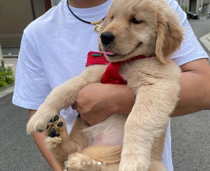 散歩デビューしたときのこはるちゃん