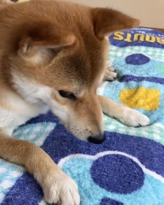 落ちつく柴犬