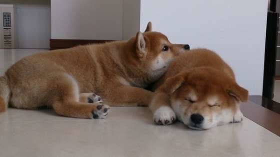 寄り添う柴犬