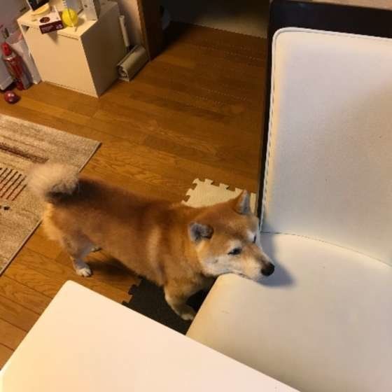 前から見たコタローちゃん