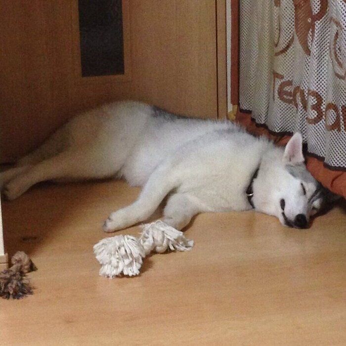 お迎えして3日目のしゃるむちゃん