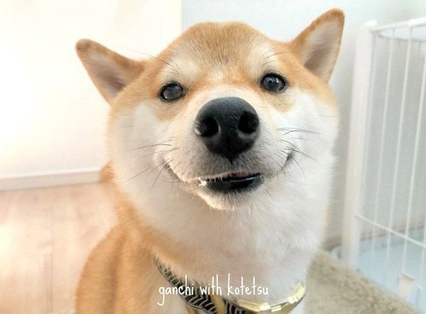 微笑む柴犬