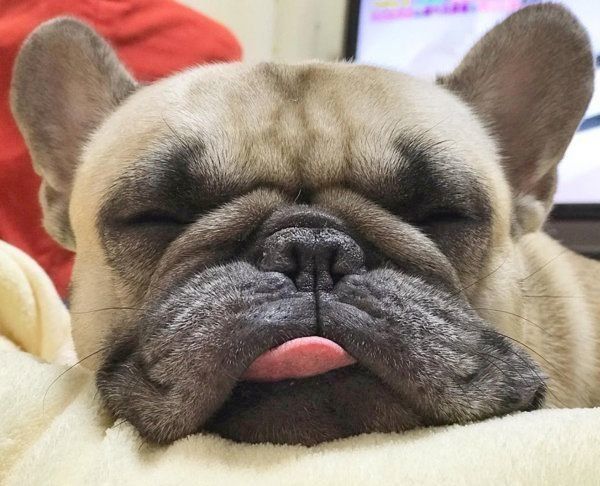 フレンチ・ブルドッグのぽん太ちゃん
