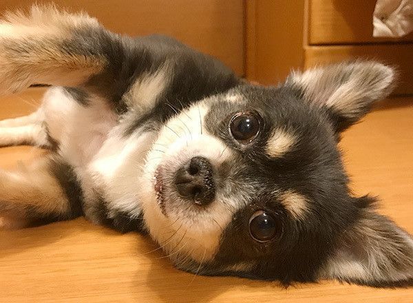 見つめるチワワ