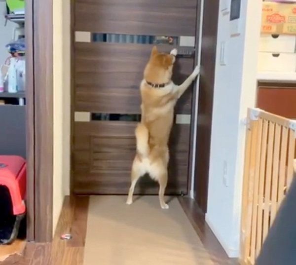 ひとりで寝室へ行こうとする柴犬