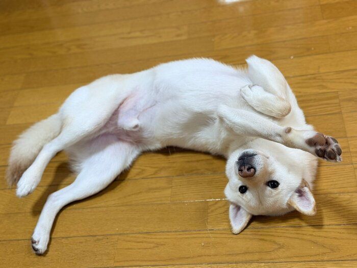 おなかを出しておねだり中のらてくん