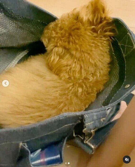 キャリーバッグに入るもくちゃん