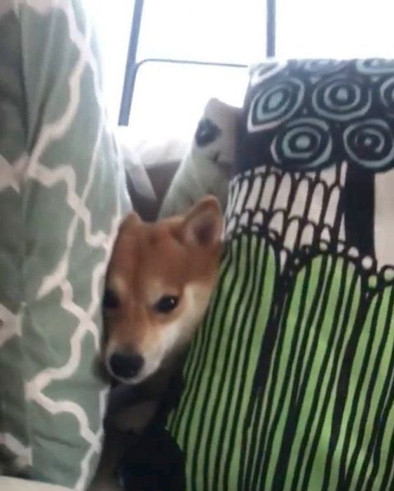 見つめる豆柴