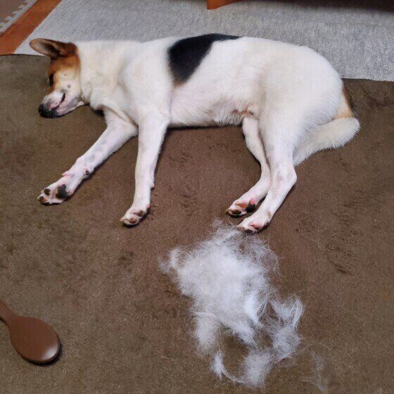 換毛期のミックス犬