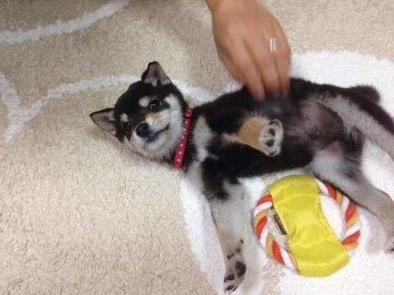 見つめる柴犬