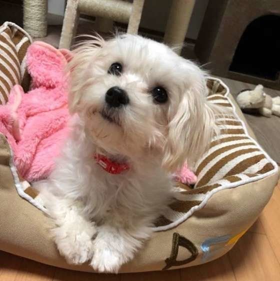 お気に入りの場所に座るMIX犬