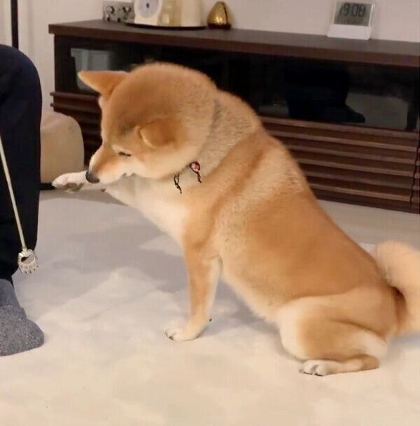 孫の手が大好きで、「もっと」とおねだりをする味噌ちゃん