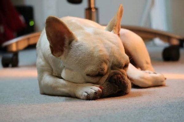 眠る犬