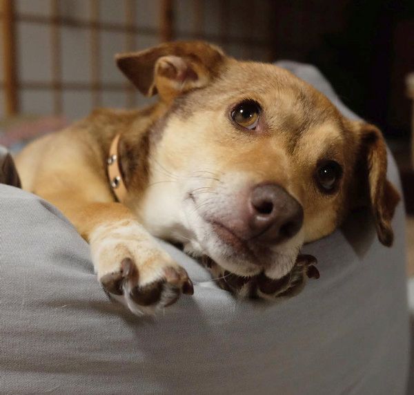 保護犬記事