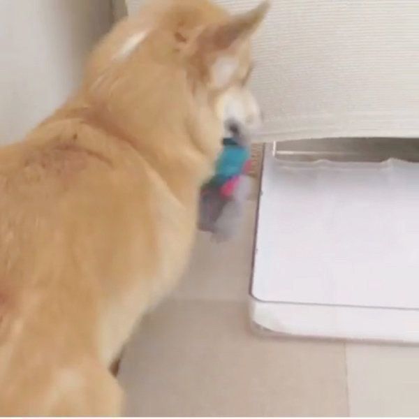 お尻がかわいいコーギー