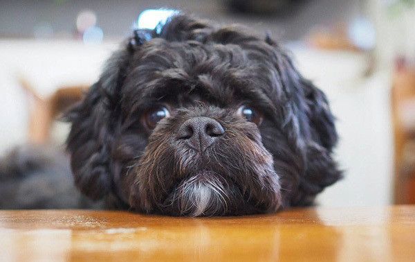 見つめる犬