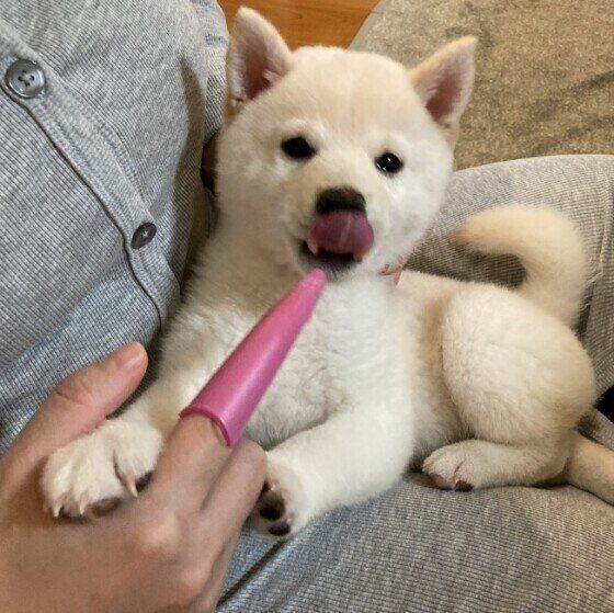飼い主が使い古した歯ブラシはNG!犬用歯ブラシ選び方のポイント いぬのきもち