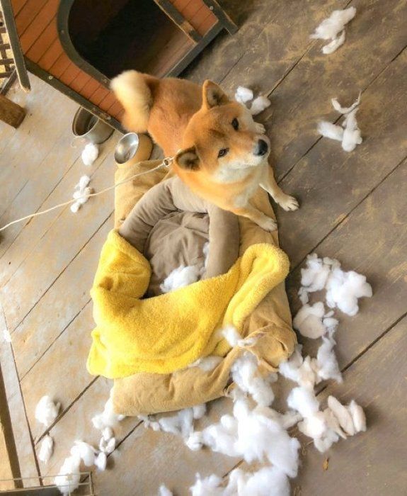 布団の中から綿を出しまくったそらくん