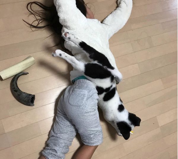 保護犬