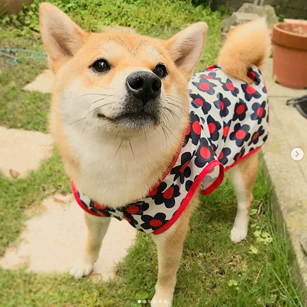 微笑む柴犬