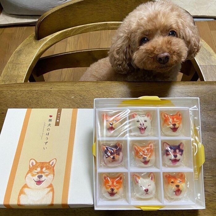 トイ・プードルのイヴちゃん