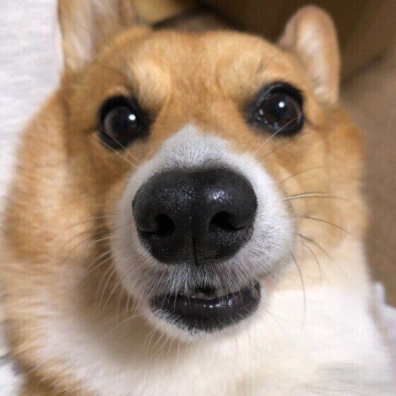 見つめるウェルシュ・コーギー・ペンブローク