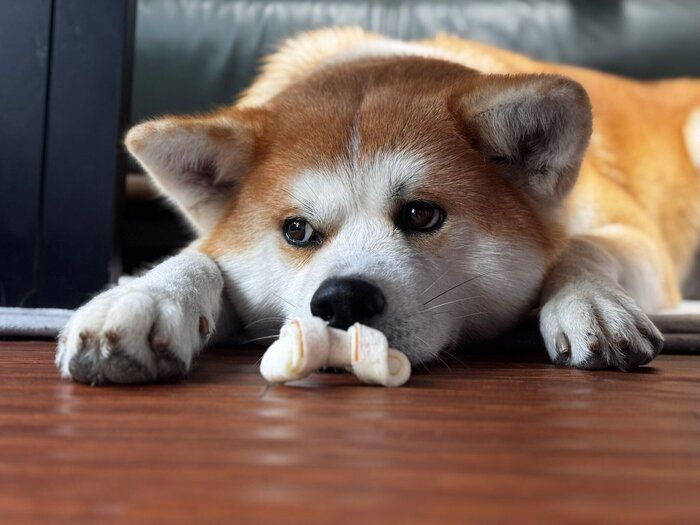 フセをする来未ちゃん