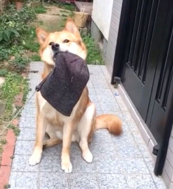 散歩に行きたくない福くん