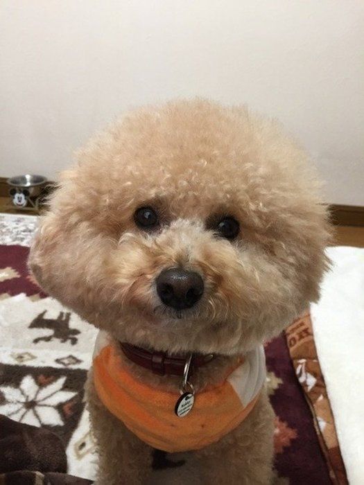 ミックス犬
