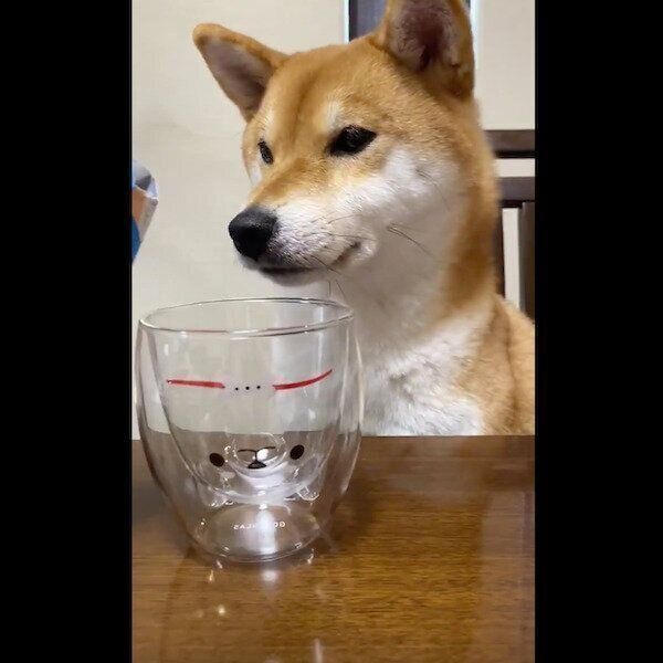 「しば犬」グラスに注がれる牛乳を見つめるゆきちゃん