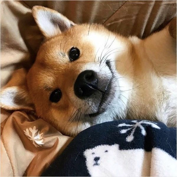 退屈ワンコ