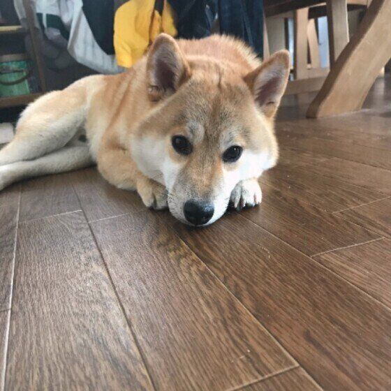 柴 ぽんたくん