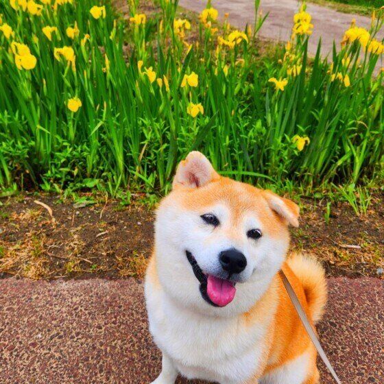 黄色い菖蒲とお散歩中のワンちゃん