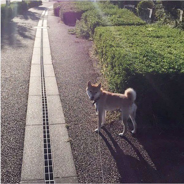 サスケくん